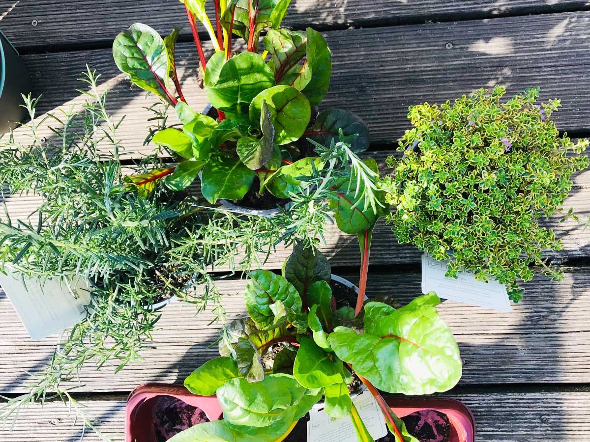 Vertikales Gärtnern mit dem Turm-Hochbeet Vertical Garden XL